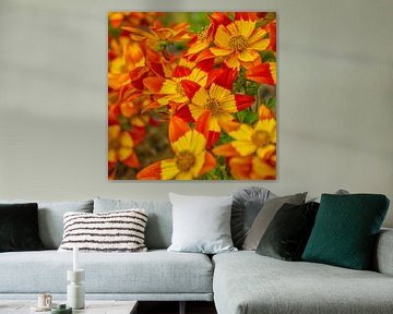 Bidens Ferulifolia Blazing Glory - tweetandig van Mixed media vector arts