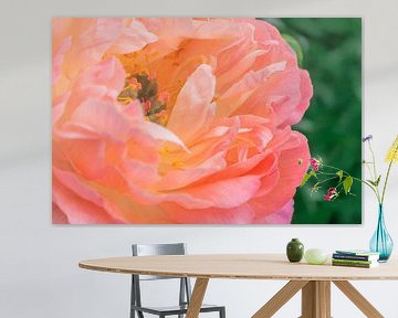 Pioen Koraal Zonsondergang van Mixed media vector arts