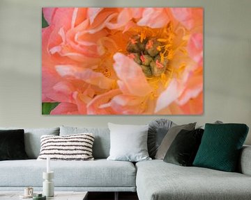 Pioen Koraal Zonsondergang van Mixed media vector arts