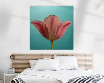 Kleurrijk vierkant: Roze tulp opent de blaadjes met turquoise - petrol van Marjolijn van den Berg