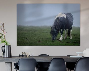 Dartmoor-Pony