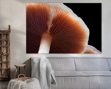 De onderzijde van een paddenstoel by Marcel Keurhorst