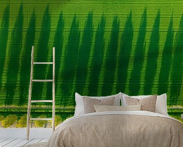 Bäume werfen lange Schatten über ein Feld während eines Sonnenuntergangs im Frühling