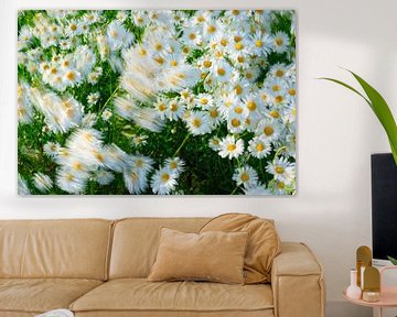 Marguerite commune Les fleurs se déplacent dans le vent sur Menno van der Haven