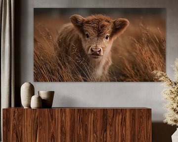 schotse hooglander / schotse hooglander kalfje van Gelissen Artworks