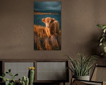 schotse hooglander / schotse hooglander kalfje van Gelissen Artworks