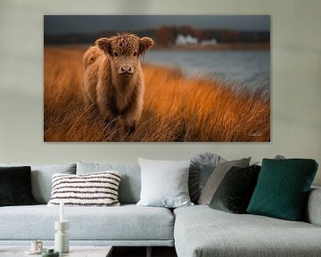 schotse hooglander / schotse hooglander kalfje van Gelissen Artworks