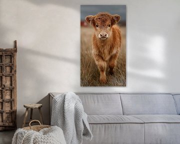 schotse hooglander / schotse hooglander kalfje van Gelissen Artworks