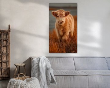 schotse hooglander / schotse hooglander kalfje van Gelissen Artworks