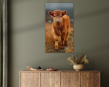 schotse hooglander / schotse hooglander kalfje van Gelissen Artworks