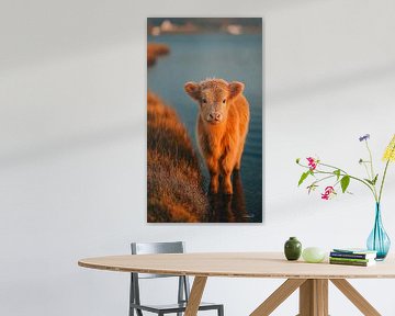 schotse hooglander / schotse hooglander kalfje van Gelissen Artworks