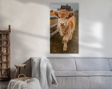 schotse hooglander / schotse hooglander kalfje van Gelissen Artworks