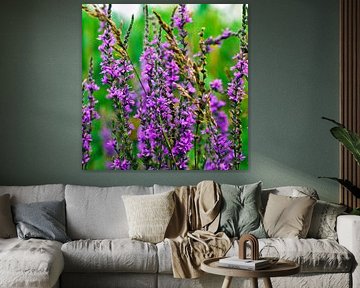 Felroze wilde bloemen in de zomerweide