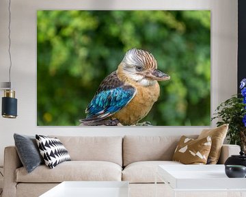 Kookaburra waiting for food by Willie Kamminga