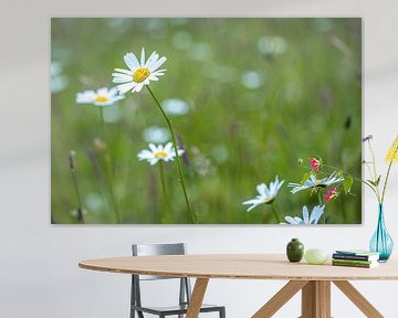 Daisies everywhere by Wicher Oort