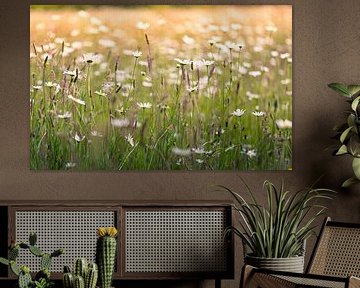 Daisies everywhere in the meadow. by Wicher Oort