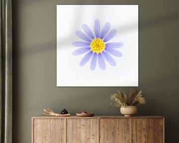 Purple flower with yellow heart on white background by Cindy Mulder