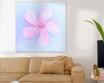 Pink flower on blue background by Cindy Mulder