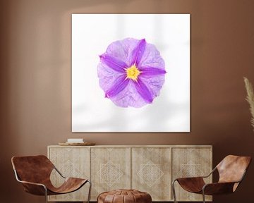 Purple flower solanum with yellow heart by Cindy Mulder