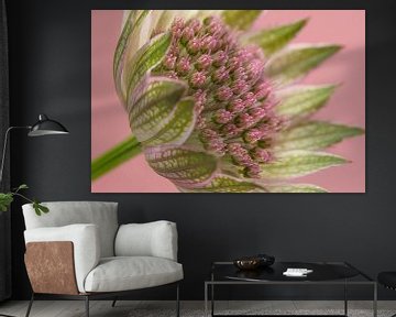Viel Rosa: Ein Olivgrün mit rosa Zeelandknoten horizontal von Marjolijn van den Berg