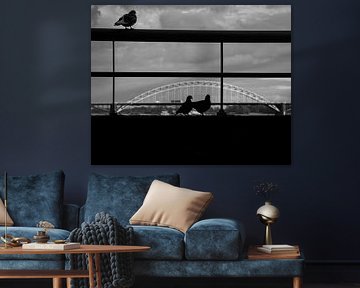 Pigeons en ville sur Matthijs van Houten