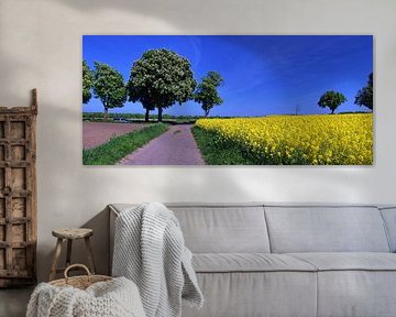 Bloeitijd koolzaad