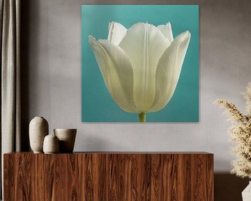 Eenvoud in een vierkantje met zachte kleuren: Een tulp met turquoise achtergrond van Marjolijn van den Berg