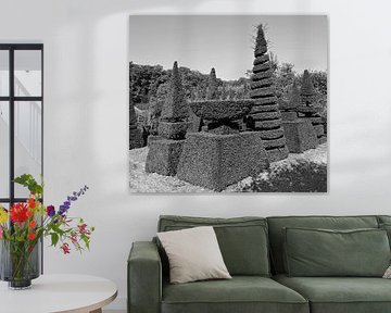 Conifers in black and white.