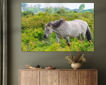 Konik horse in nature reserve Lentevreugd by Merijn Loch