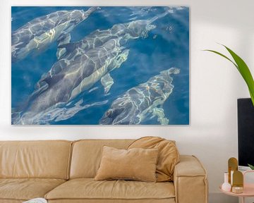 Dauphins, Madère sur Nynke Altenburg