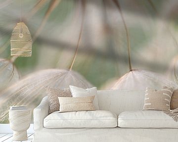 Soft as a breeze (close up of seed fluff of the morning star)