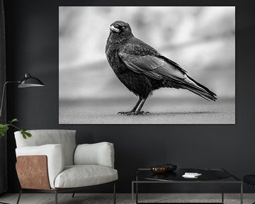 Raven by Stephan Zaun