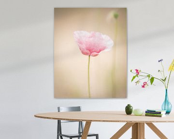 A delicate pink poppy..