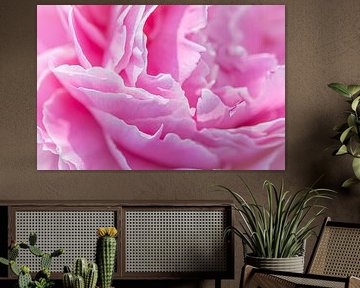 Roze boerenpioen