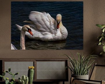 Elegant swan in all its glory