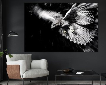 Goshawk in full flight by Art & Soul Creations