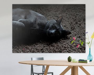 Luierende kat op vloer van David Klumperman