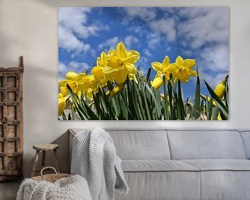 Daffodils in the garden in spring by Claude Laprise