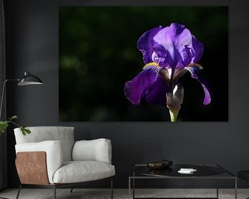 Iris en fleurs en été sur Ulrike Leone
