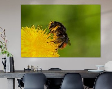 Steenhommel onder het stuif