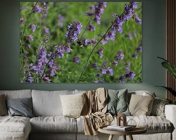 Nature, Bumblebee on Nepeta (catnip)