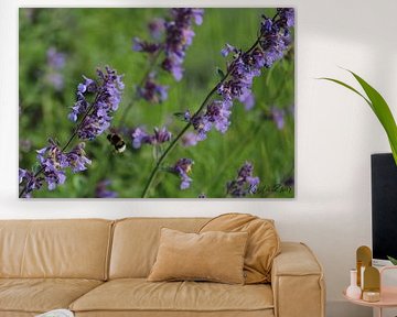 Purple in the garden