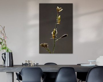 Insekten auf Gräsern im subtilen Gegenlicht von Frank Photos