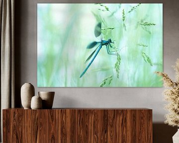 Demoiselle des prés dans la lumière du matin sur Nanda Bussers