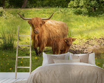 Scottish highlander with calf by M. B. fotografie