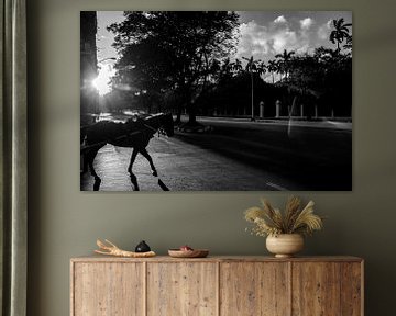 Paard in Havana by Annemarie Winkelhagen