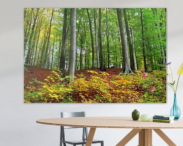 Herbstwald von Ostsee Bilder
