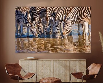 Group of Zebras drinking from a water source by Chris Stenger