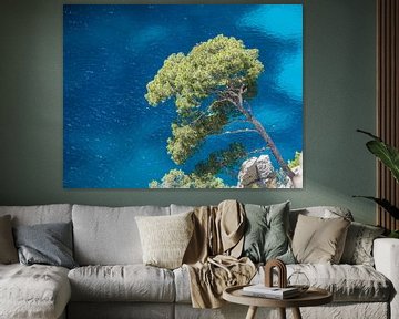Pine meets blue sea by Thomas Götzen