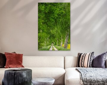 Feldweg durch frühlingshafte Birkenallee mit Rapsfeld